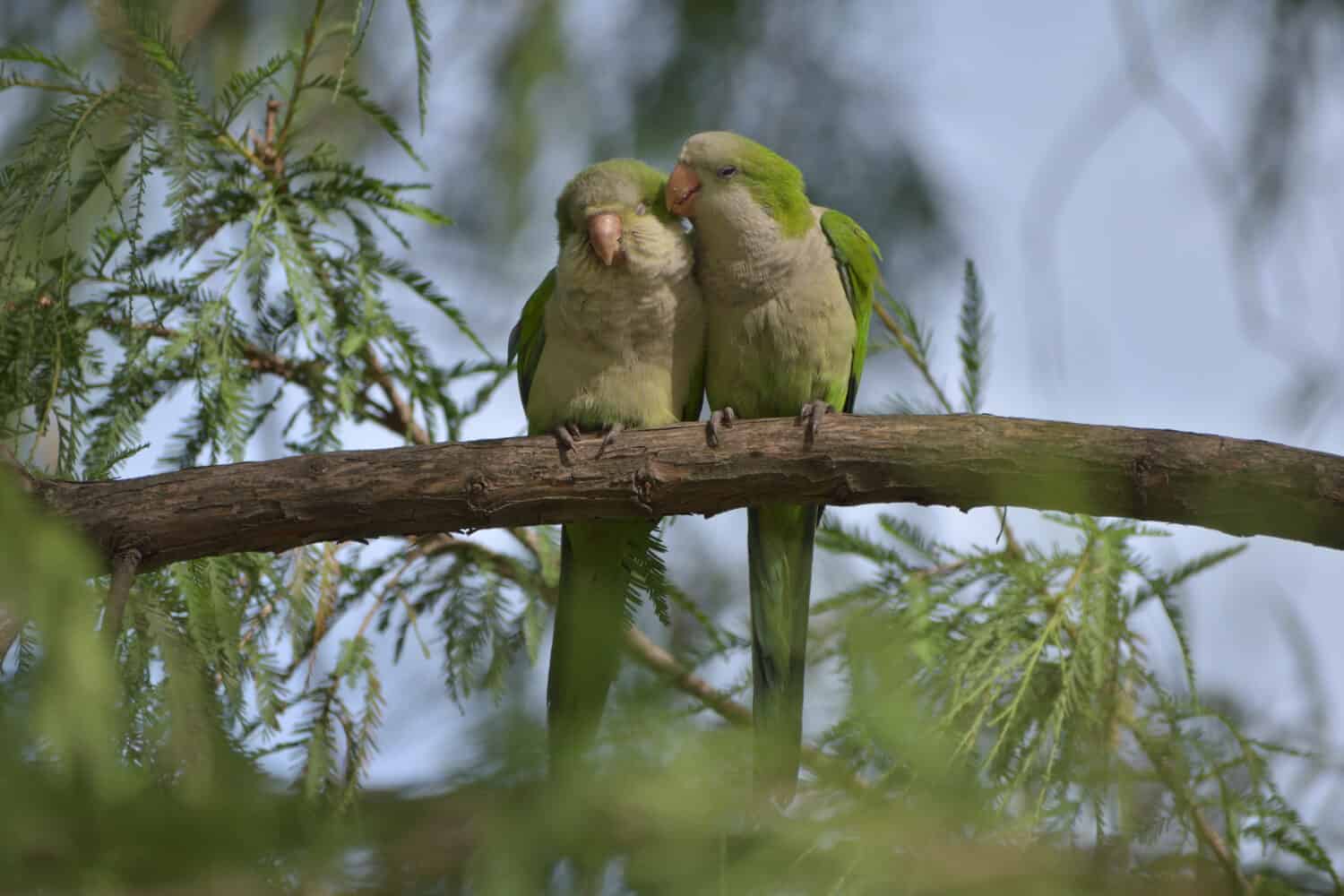 A pair of monk parakeet (myiopsitta monachus), or quaker parrot, cuddling in a tree in a park in Buenos Aires