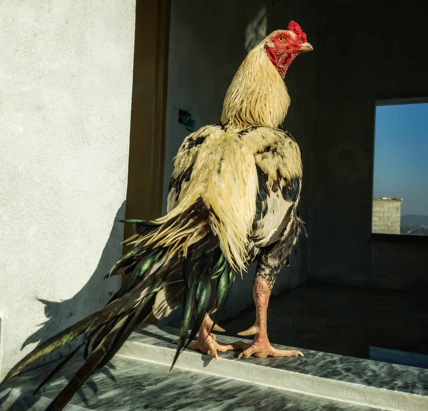 Portrait of a beautiful fighter cock.