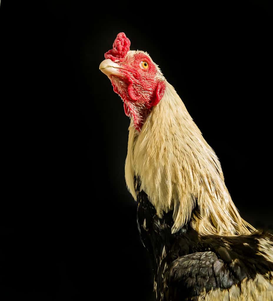 A beautiful fighter cock looking upward with aggressive look ,black background,close up, portrait, cockfighting,game birds, eagle eye look. Rooster isolated.