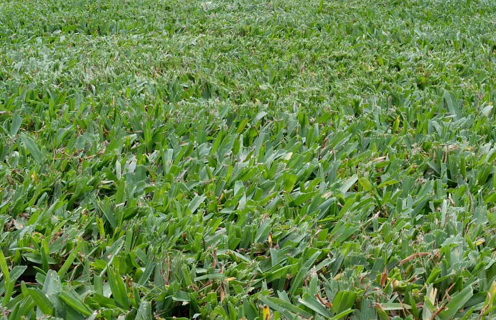 Buffalo Grass lawn freshly mown