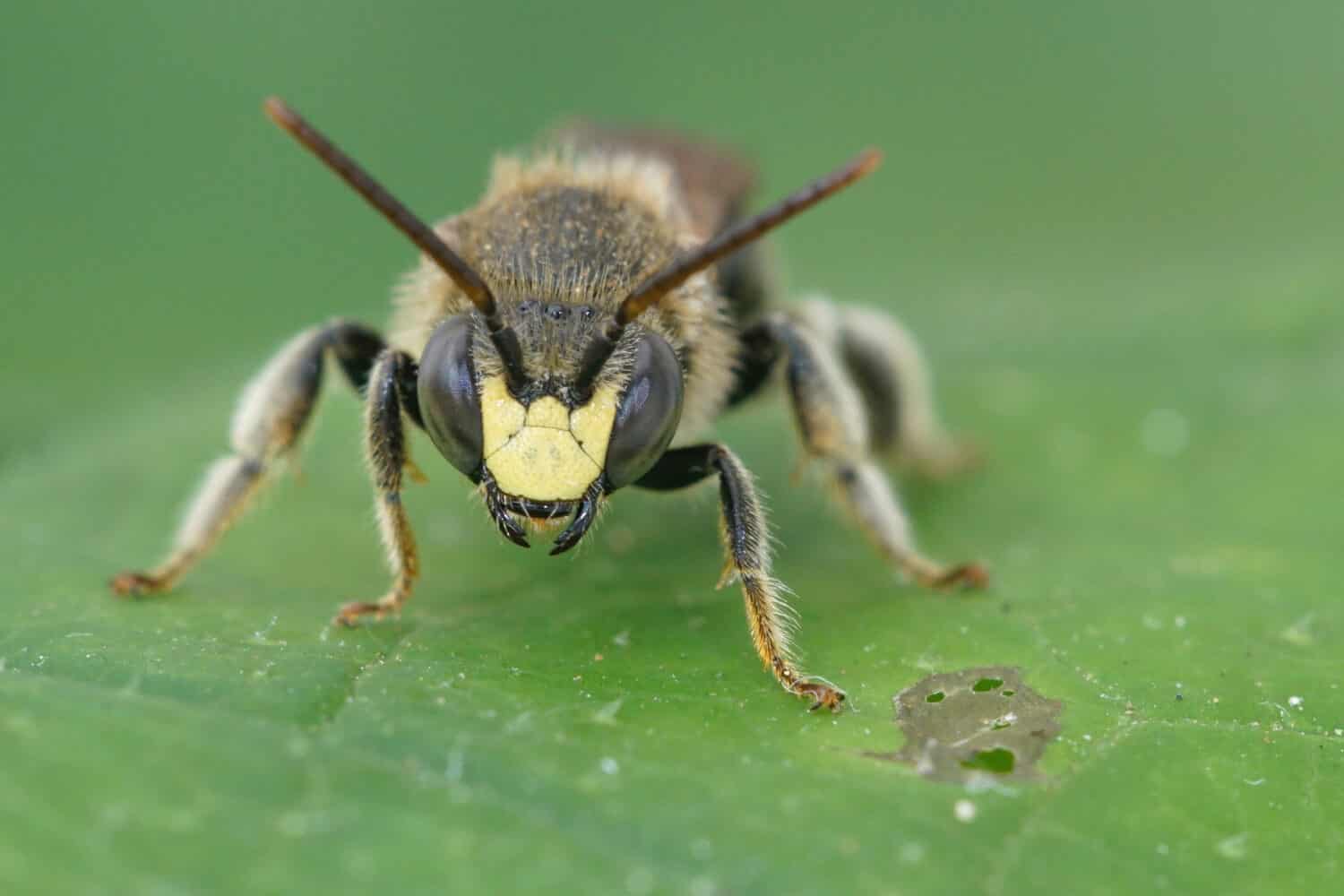 Frontal view of a male of the Yellow Loosestrife Bee, Macropis europaea with it's yellow face on a green leaf