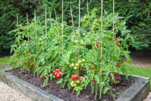 Growing Tomatoes in Missouri: Ideal Timing + 4 Helpful Tips Picture