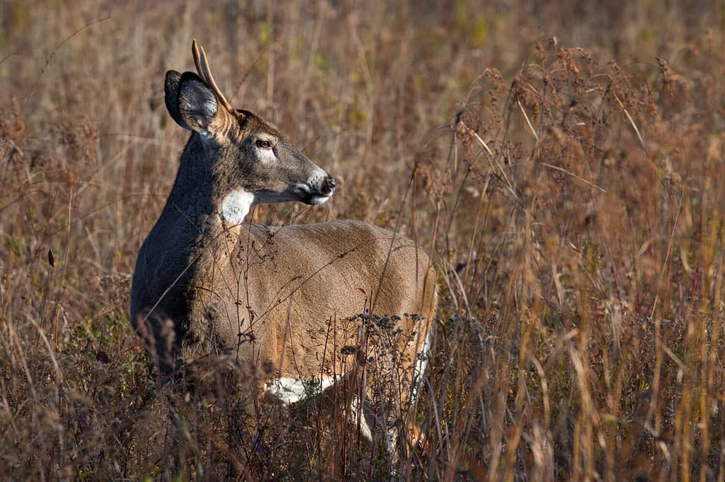 Spike horn whitetail deer buck in a field.