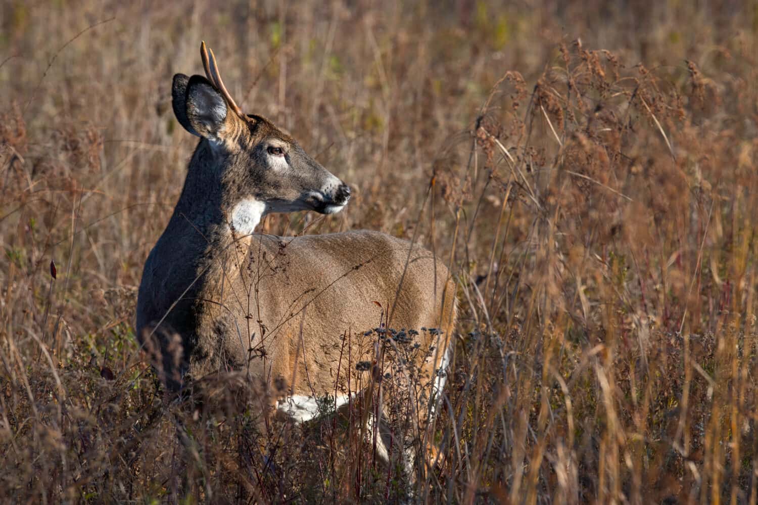 Spike horn whitetail deer buck in a field.