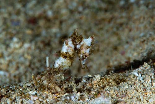Queensland Seahorse Hippocampus spinosissimus Juvenile