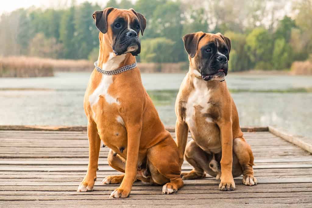 Portrait of two very smart and playful boxers