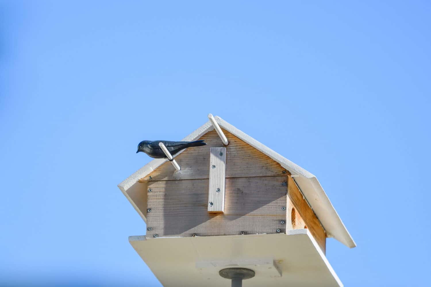 Purple martin decoy perched on bird house to attract purple martins