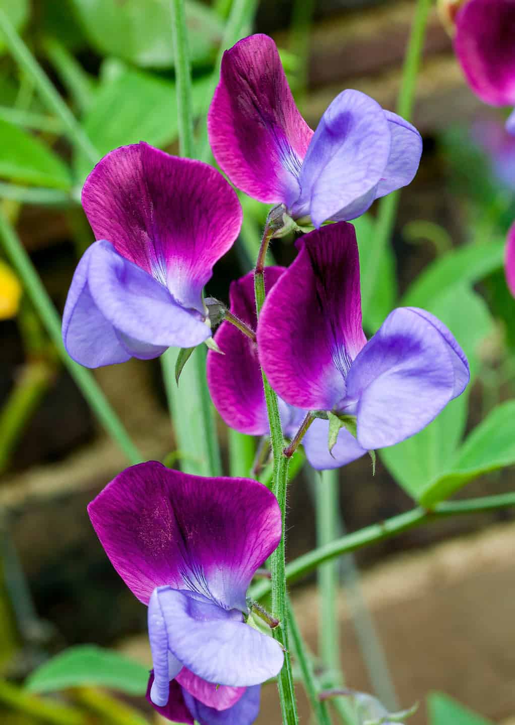 15 Flowers That Symbolize AZ Animals