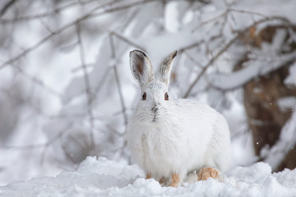 White snowshoe hare or Varying hare closeup in winter in Canada