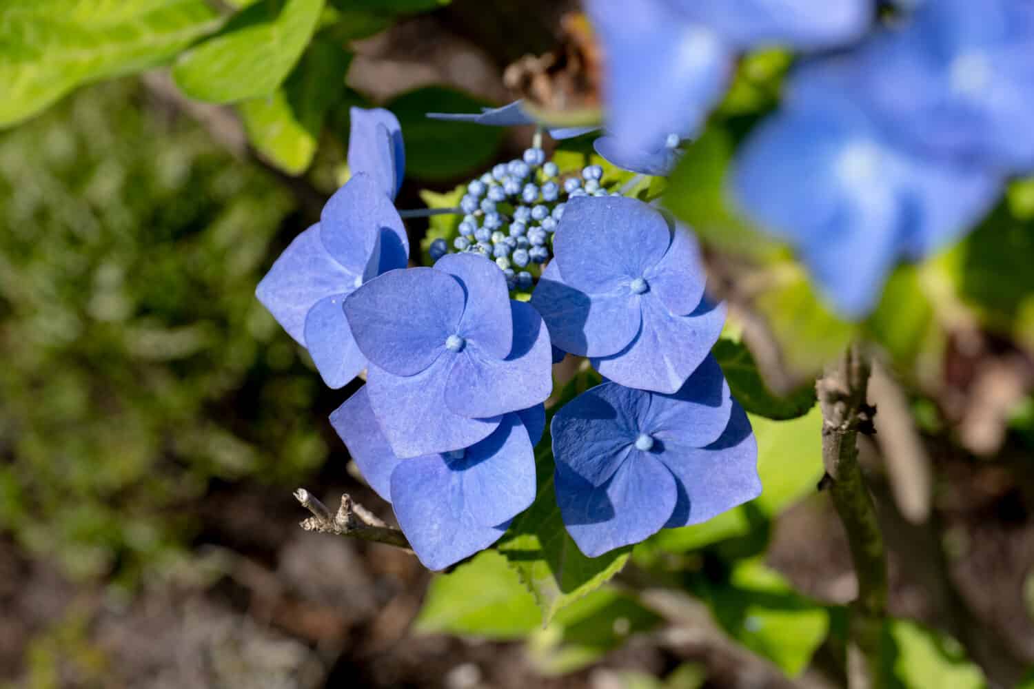 Detail of purple blue Hydrangea Macrophylla (Hortensia Blaumeise) garden flower with background blur - bokeh