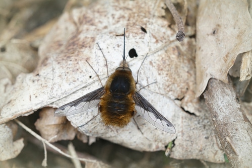 A closeup of a dark-edged bee-fly Bombylius major