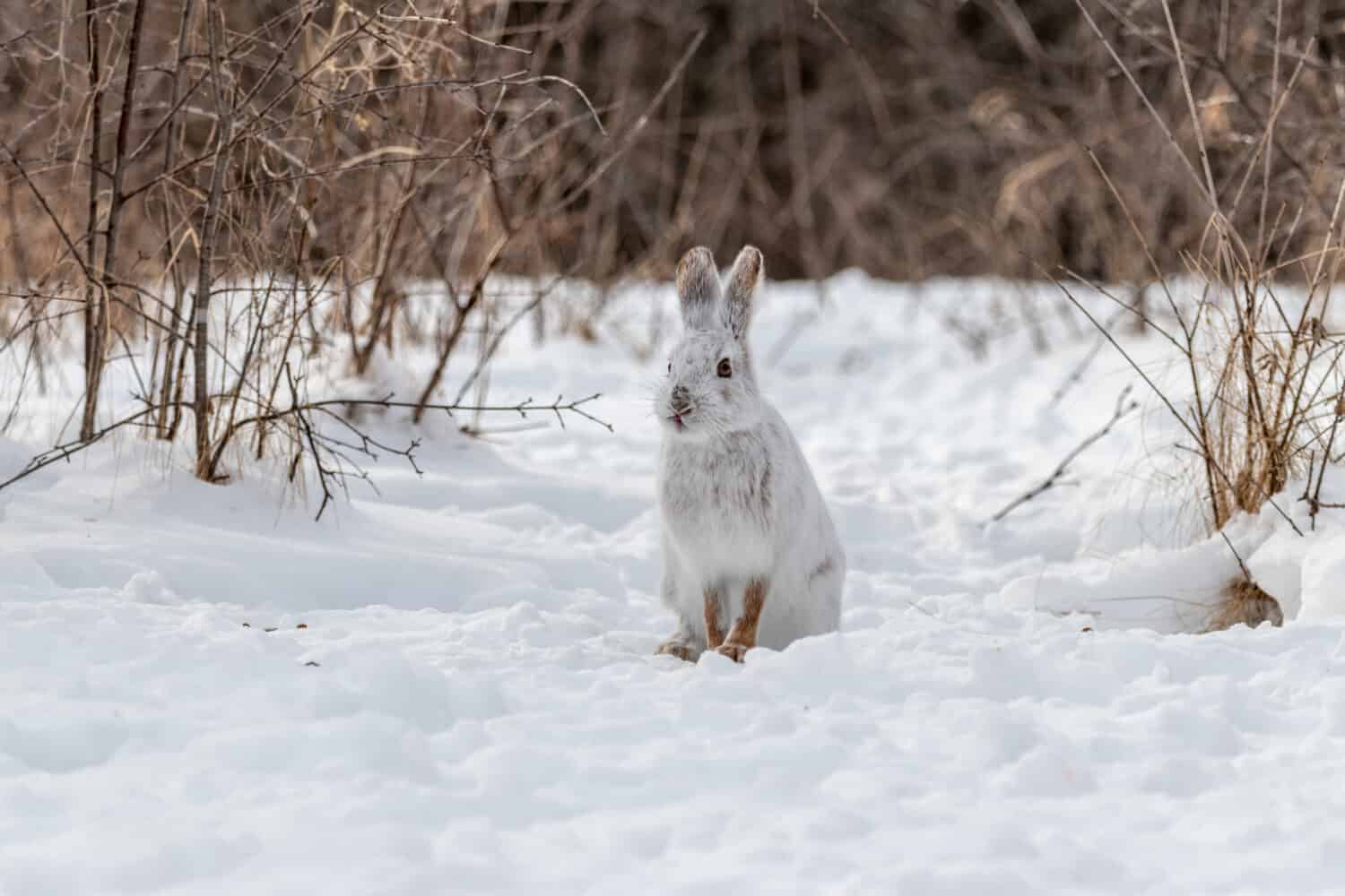 Snowshoe Hare Fun Facts Snowshoe Hare Fun Facts