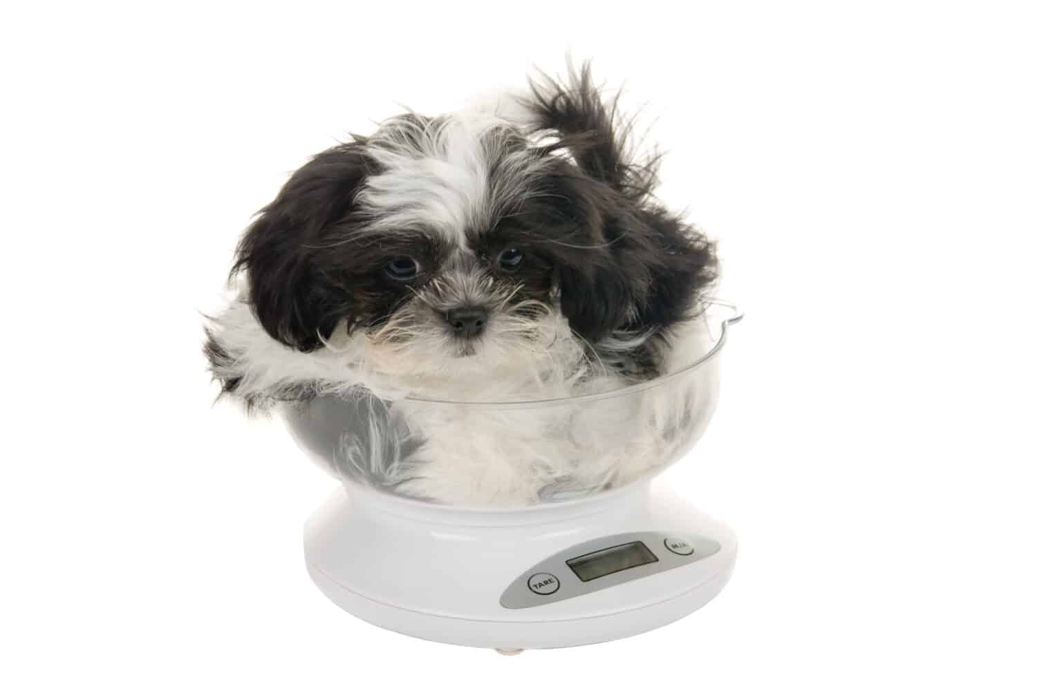 A precious little Shih Tzu puppy is being weighed on an ounce scale.