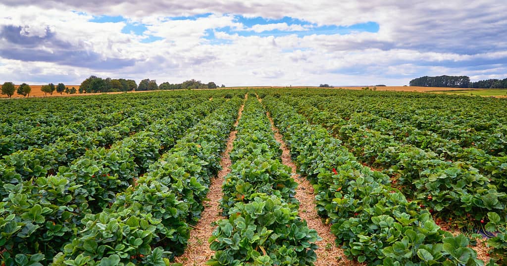 Green strawberry field with blue sky and clouds on the horizon.