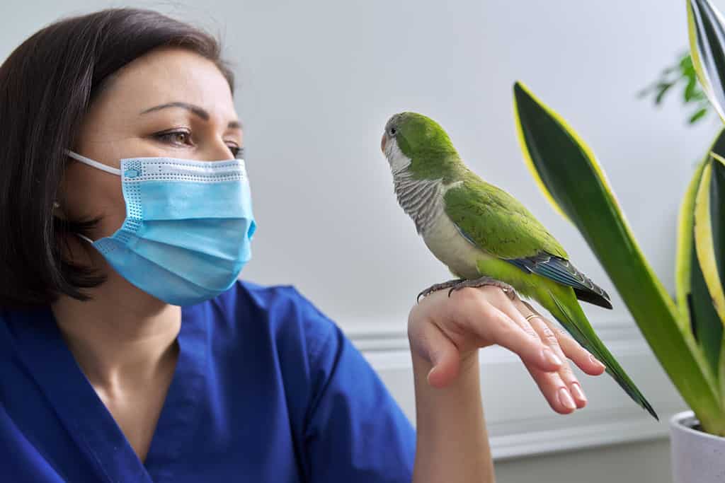 Doctor woman veterinarian examining a green Quaker parrot. Pet bird on examination at the vet clinic