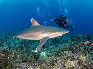 Discover the 7 Sharks Found in Bora Bora Picture