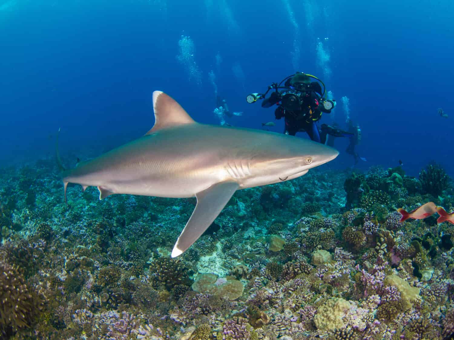 Silvertip shark and scuba diver with a camera in a coral reef (Rangiroa, Tuamotu Islands, French Polynesia in 2012)