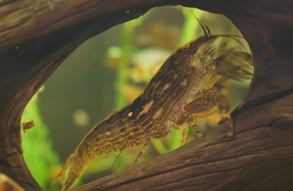 Bamboo shrimps are too big for a betta to eat so they make a great addition to their tank.