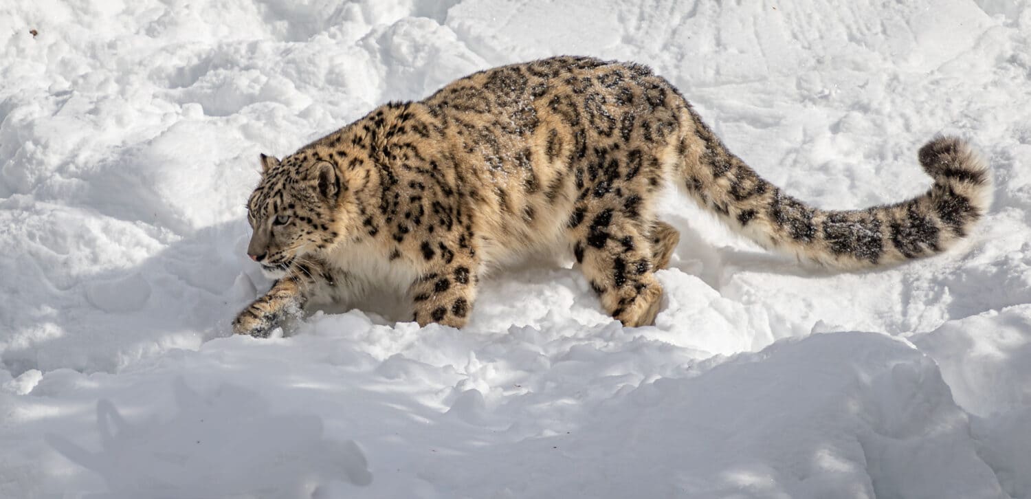 Snow leopard in winter snow. Snow leopards are a large cat native to the mountain ranges of Central and South Asia. 