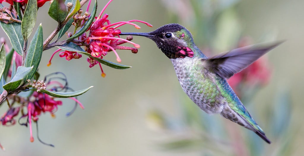 Anna's Hummingbird adult male hovering and feeding. Santa Cruz, California, USA.