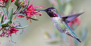 Hummingbirds in Arizona: 10 Types and the Plants They Love photo