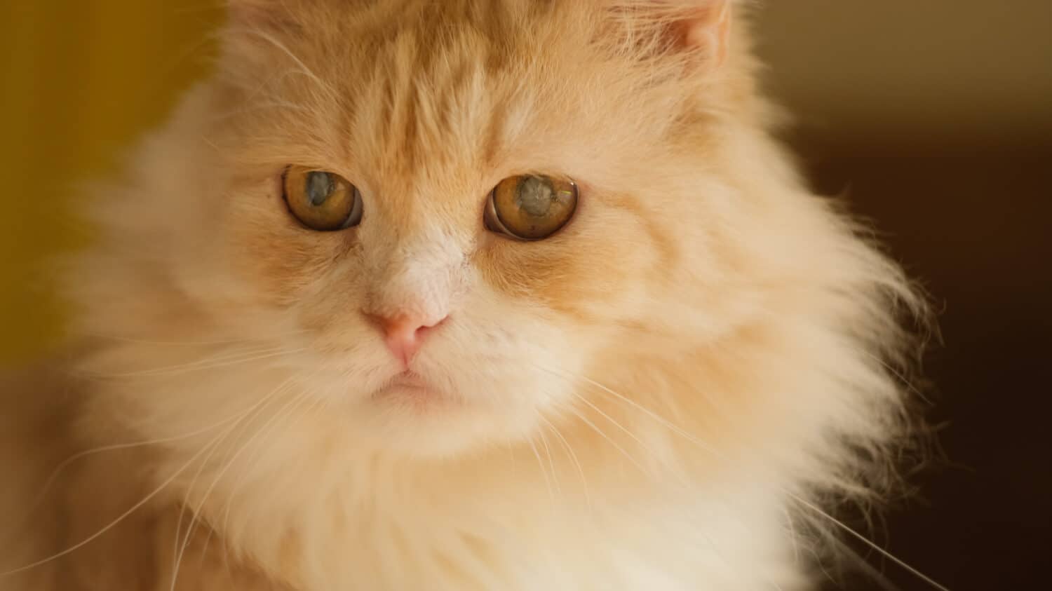 Cat's eye disease, cataracts concept. Red long haired domestic siberian cat has cataracts.