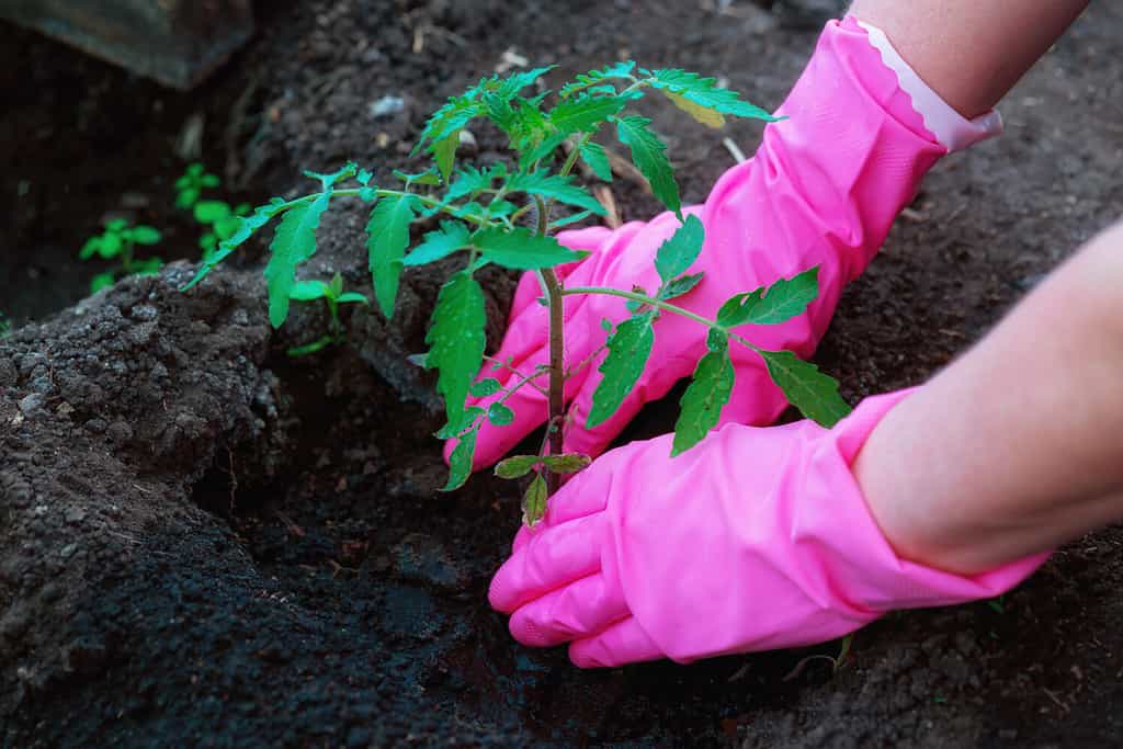 Planting tomato seedlings in the ground in early spring. The hands of a farm worker in pink gloves plant a tomato bush in the ground. The concept of agricultural development. Selective focus