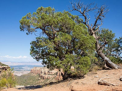 A The 9 Most Iconic Trees Native to Colorado
