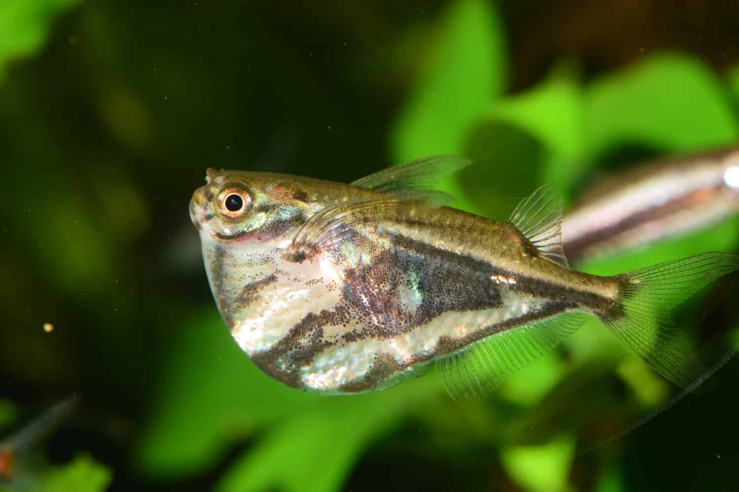 axfish carnegiella strigata in tropical freshwater aquarium