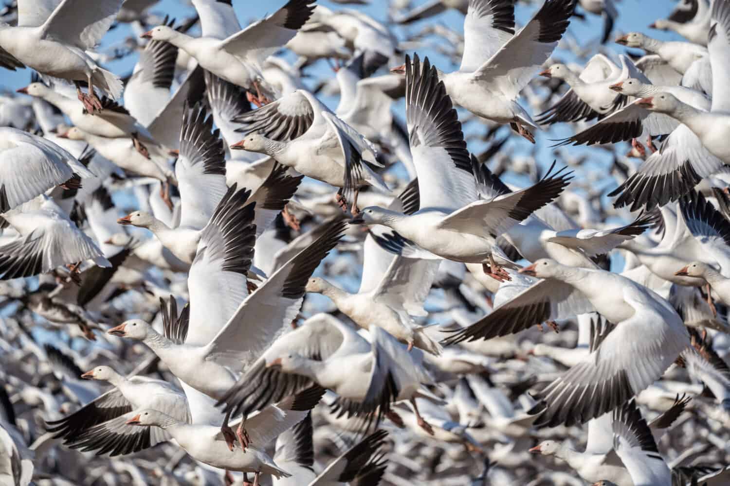 Large flock of Snow Geese at Middle Creek Wildlife Management Area Reserve in Lancaster County, Pennsylvania, USA