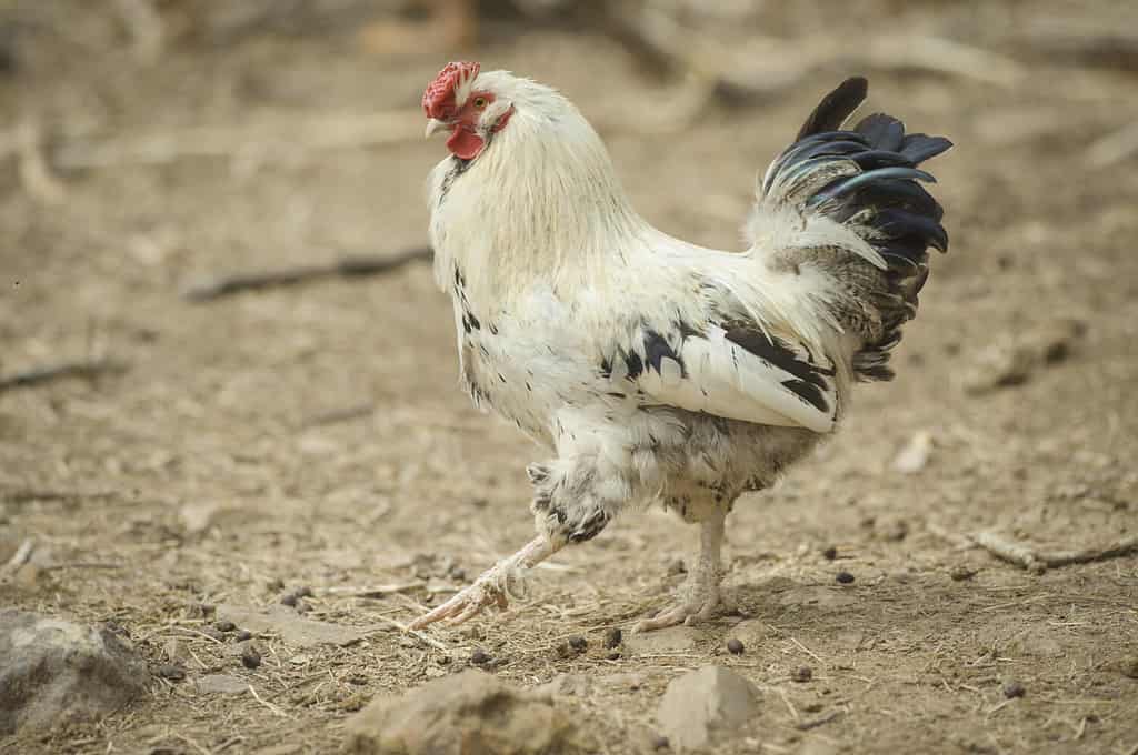 Delaware rooster walking.