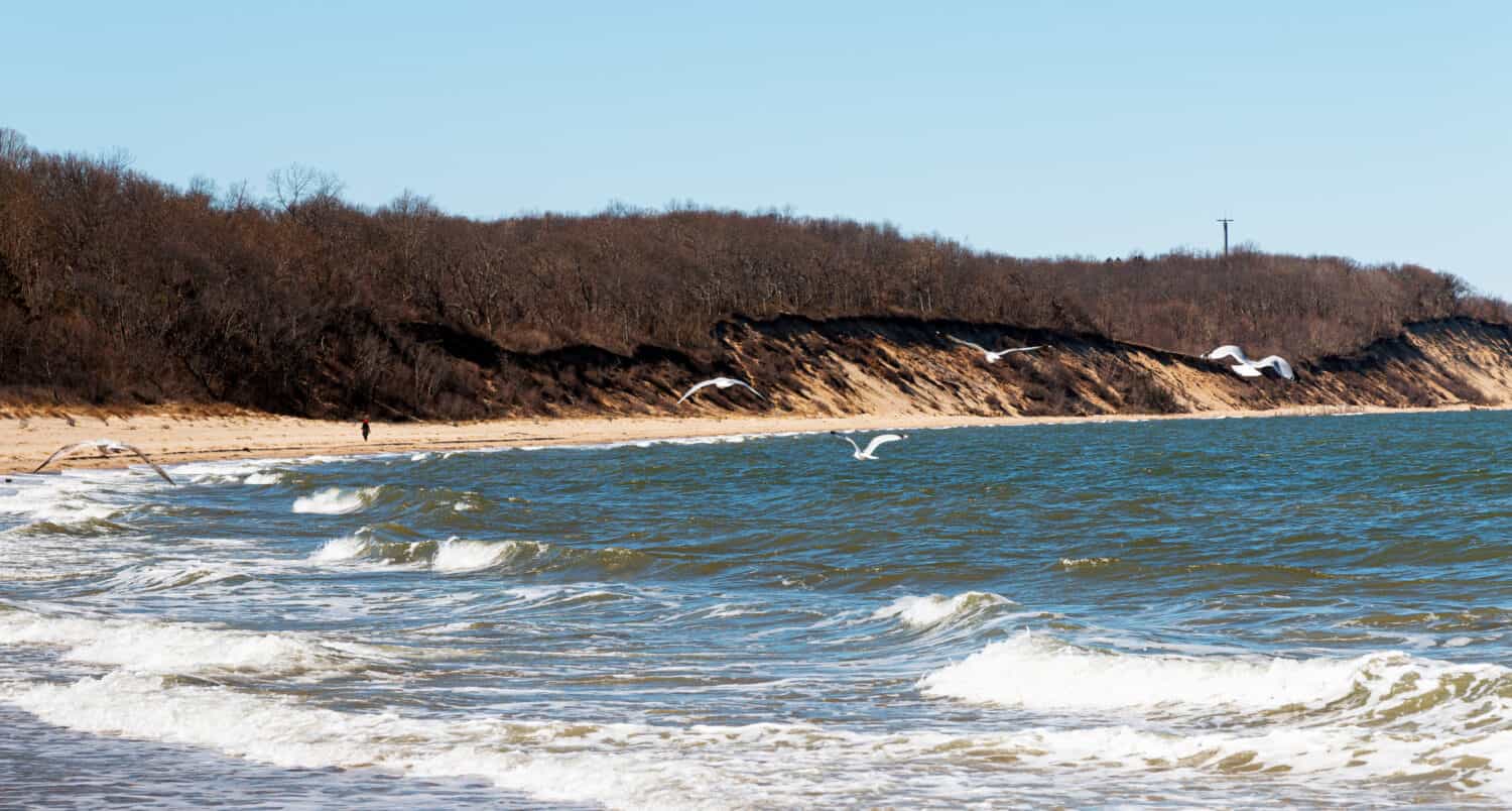 Seagulls flying in the wind over the Long Island sound looking at the bluffs hills at Sunken Meadow State Parks beach