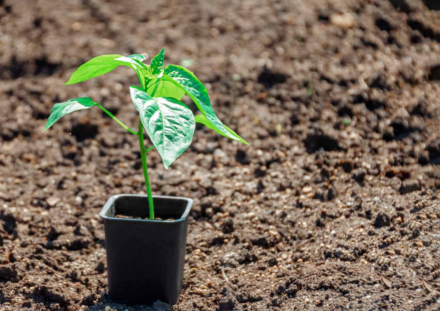 Young fresh sapling of bell pepper in a pot on a background of soil in the garden (vegetable garden). Pepper seedlings for transplanting into a greenhouse in spring. Bell pepper sprouts