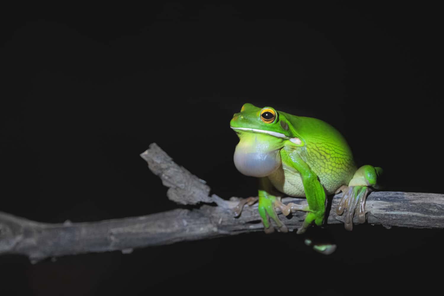 Close-up of a nocturnal male Australian green tree frog (Ranoidea caerulea) at night with vocal sac during mating season in the tropical Daintree Rainforest, Queensland, Australia.