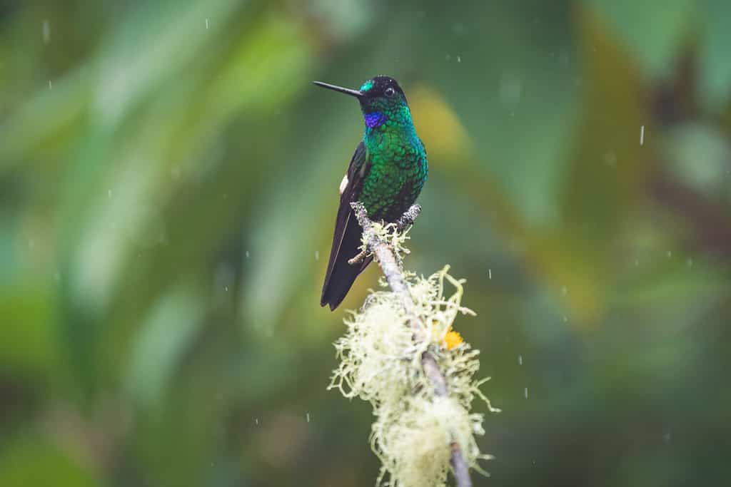 A closeup of an Indigo-capped hummingbird perched on a tree branch during the rain