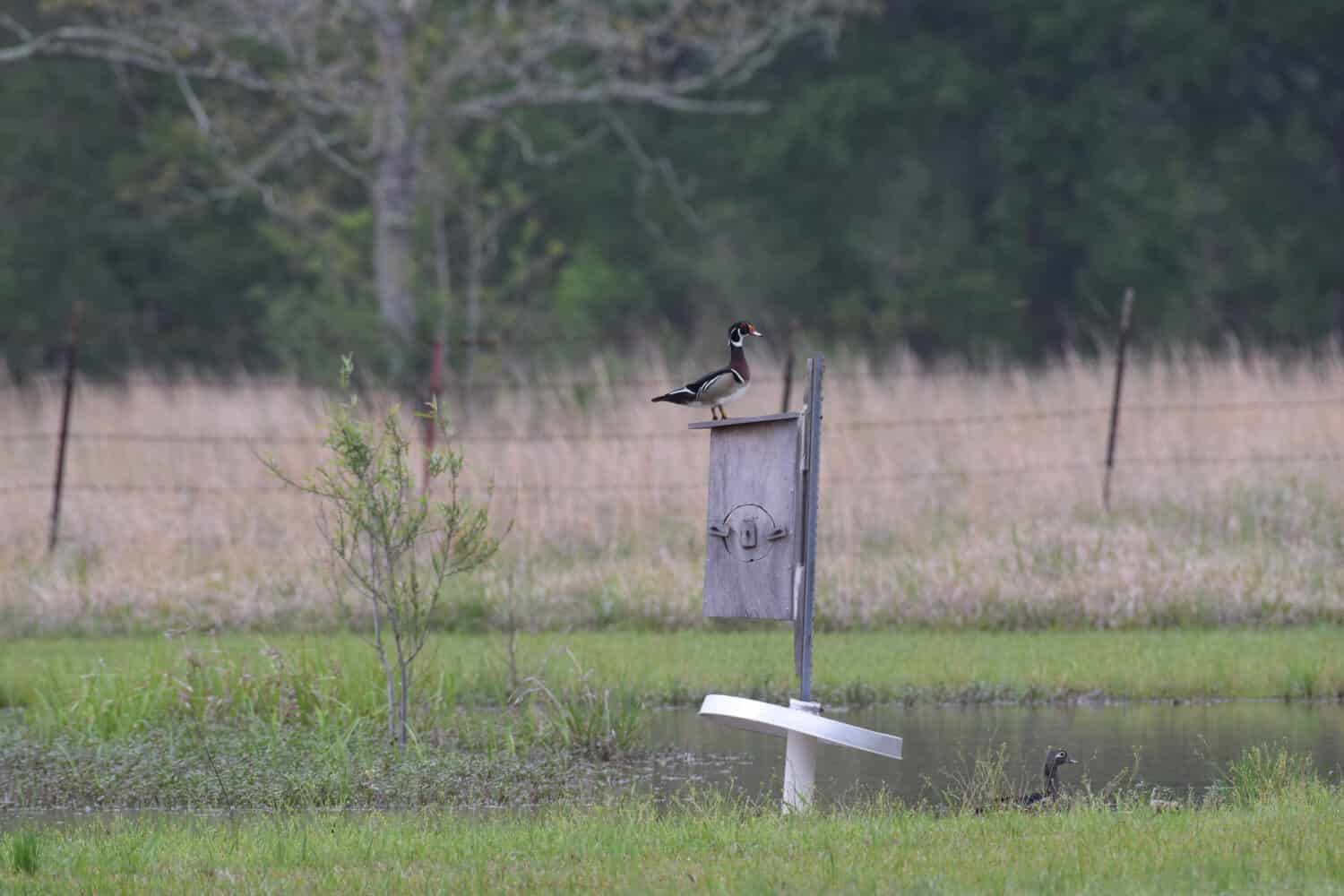A pair of wood ducks in a pond getting the nest ready in a wooden box.