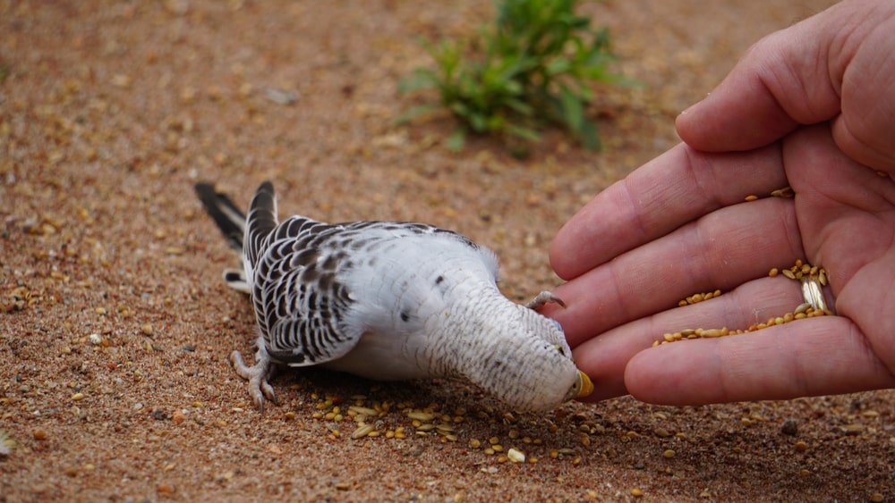 a grey budgie bird (melopsittacus undulatus) eating seeds and biting the hand of a man