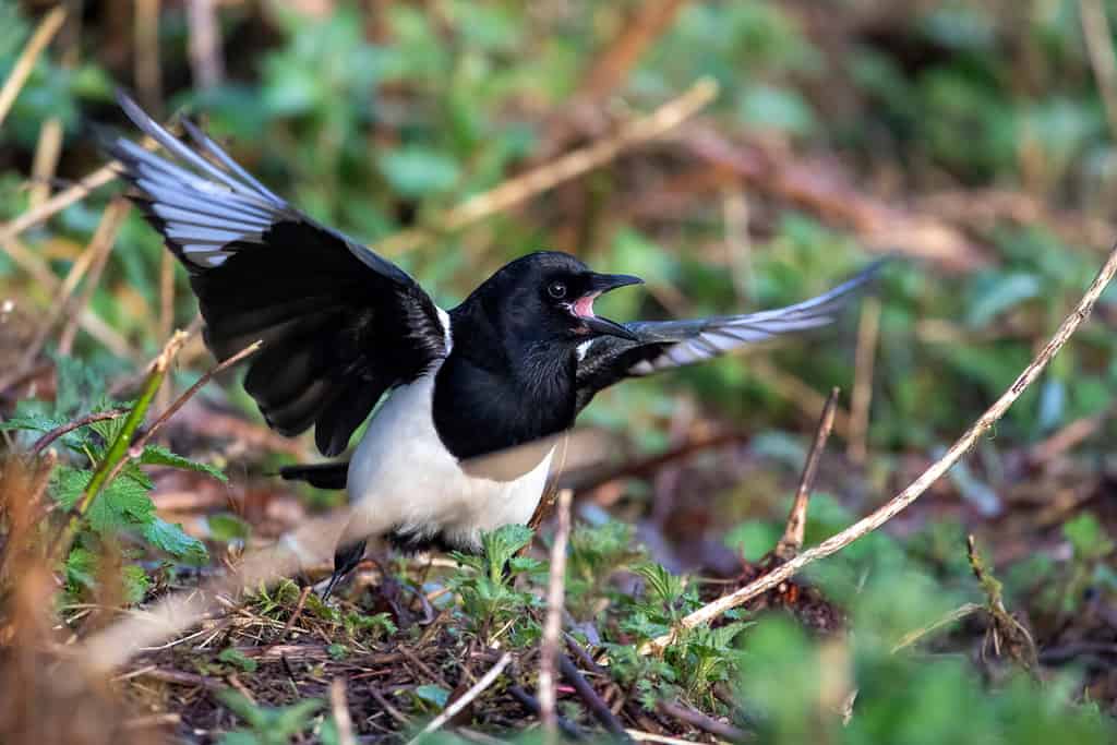 A low angle shot of a magpie calling its mate.