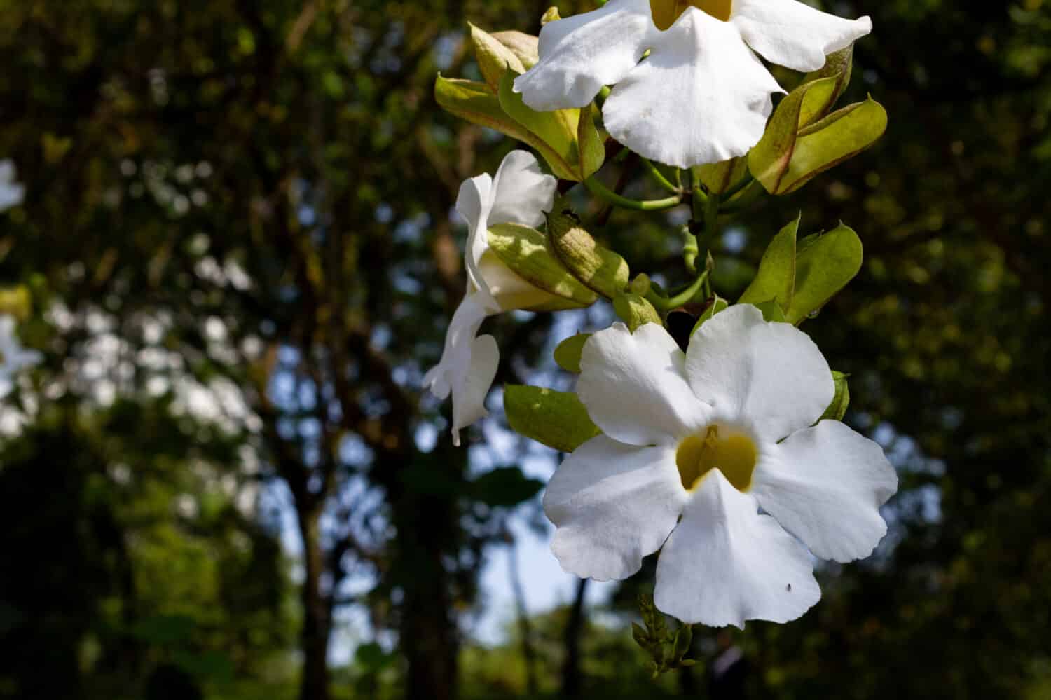 Close up on White Bengal Trumpet (Thunbergia grandiflora 'Alba')
