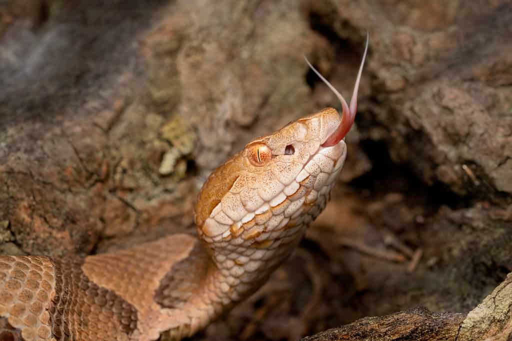 6 Animals Immune to Rattlesnake Venom - A-Z Animals
