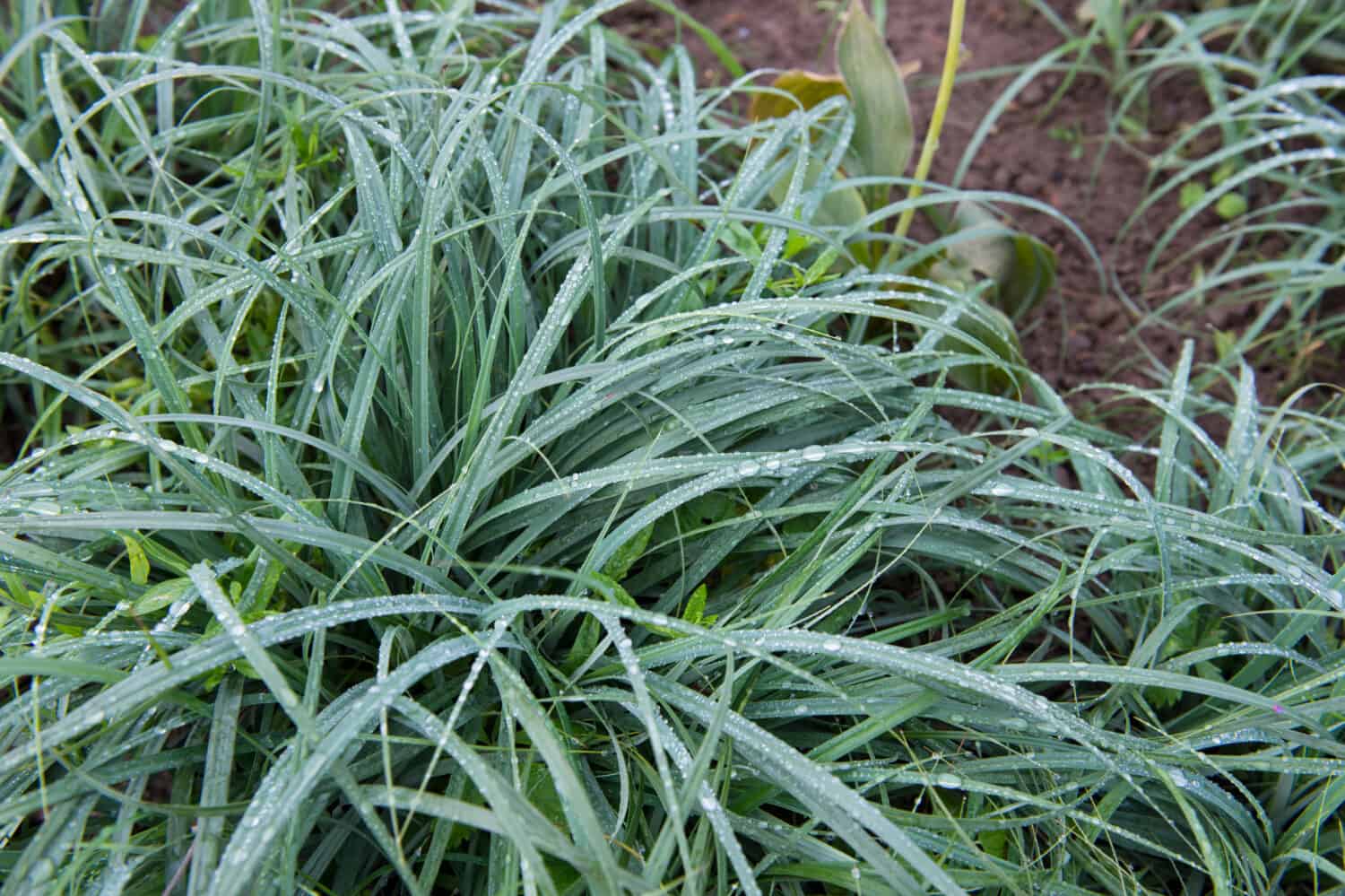 Blue leaves of sedge (Carex glauca) with dew are in the autumn flower garden. Many types of sedges grow well in Zone 4. 