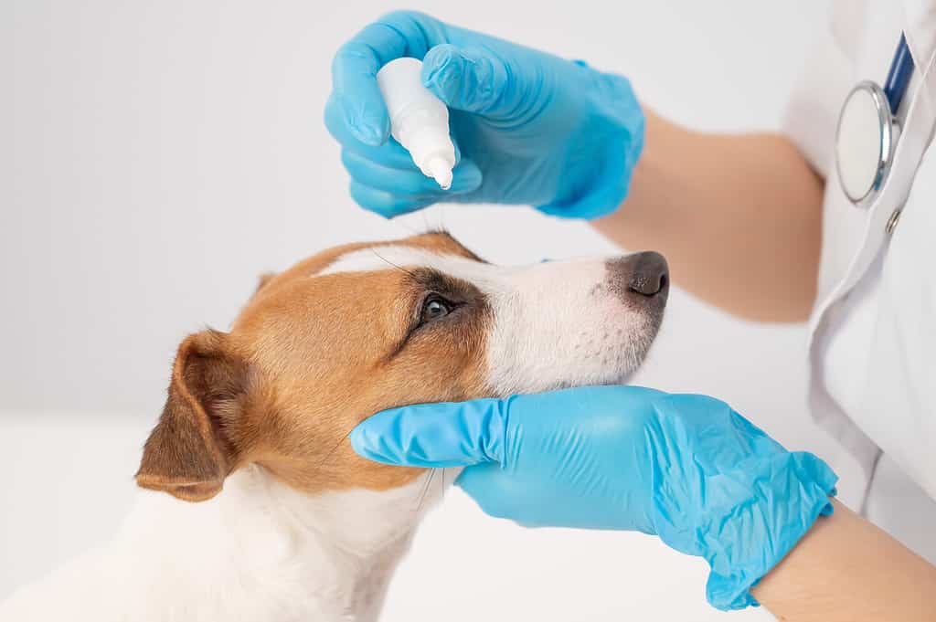 Female veterinarian dripping eye drops to jack russell terrier dog on white background.
