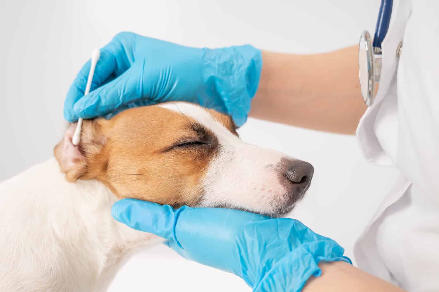 Vet cleans ears with a cotton swab to dog jack russell terrier on a white background.