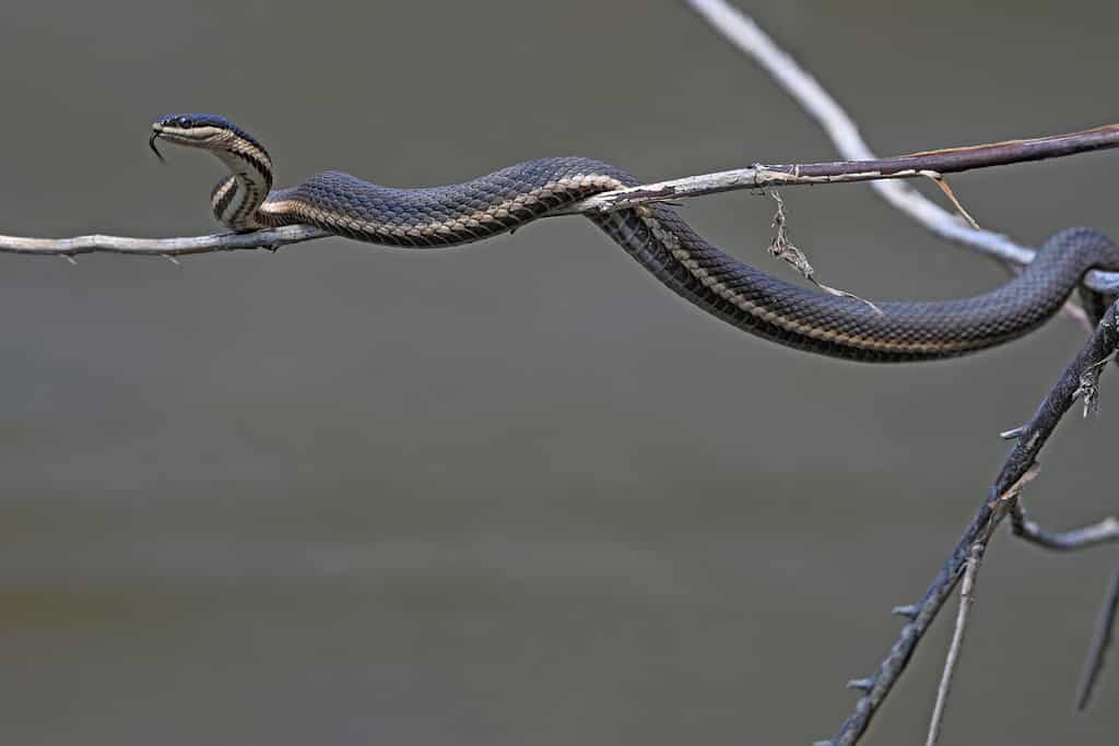 Queen Snake or Queensnake basking in Ontario