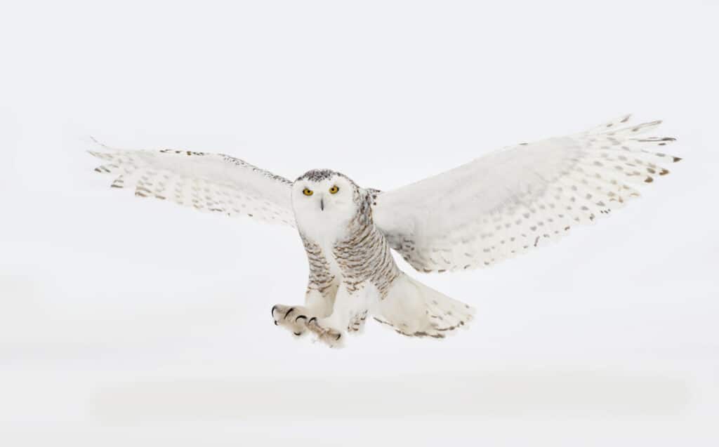 Snowy owl (Bubo scandiacus) isolated on white background flying low and landing on a snow covered field in Ottawa, Canada