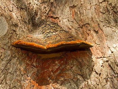 A 5 Mushrooms that Look Like Wood