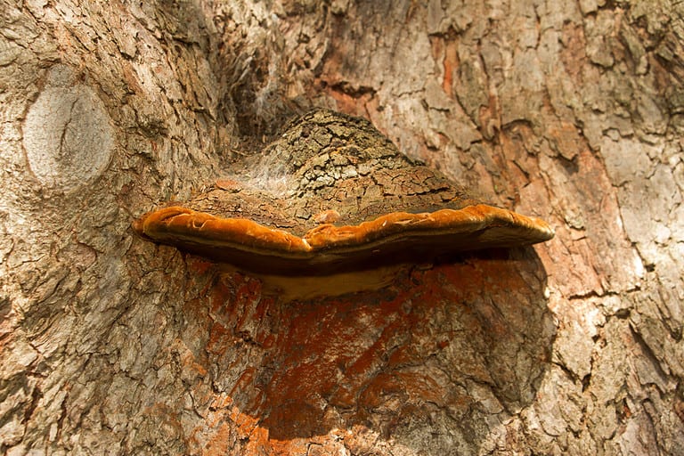 Cracked Bracket is an inedible polypore fungus that is parthenogenic on the host trees it grows on. But there are many medicinal uses in various parts of the world and research is looking for cures