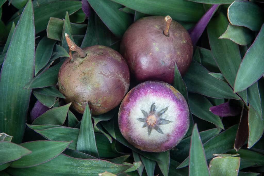 Chrysophyllum cainito ,tar apple, star apple, purple star apple, golden leaf tree, abiaba, pomme de lait, estrella, milk fruit , aguay