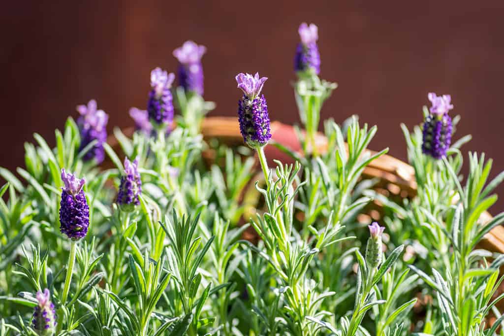 Closeup of fresh lavender blooms in a terracotta pot