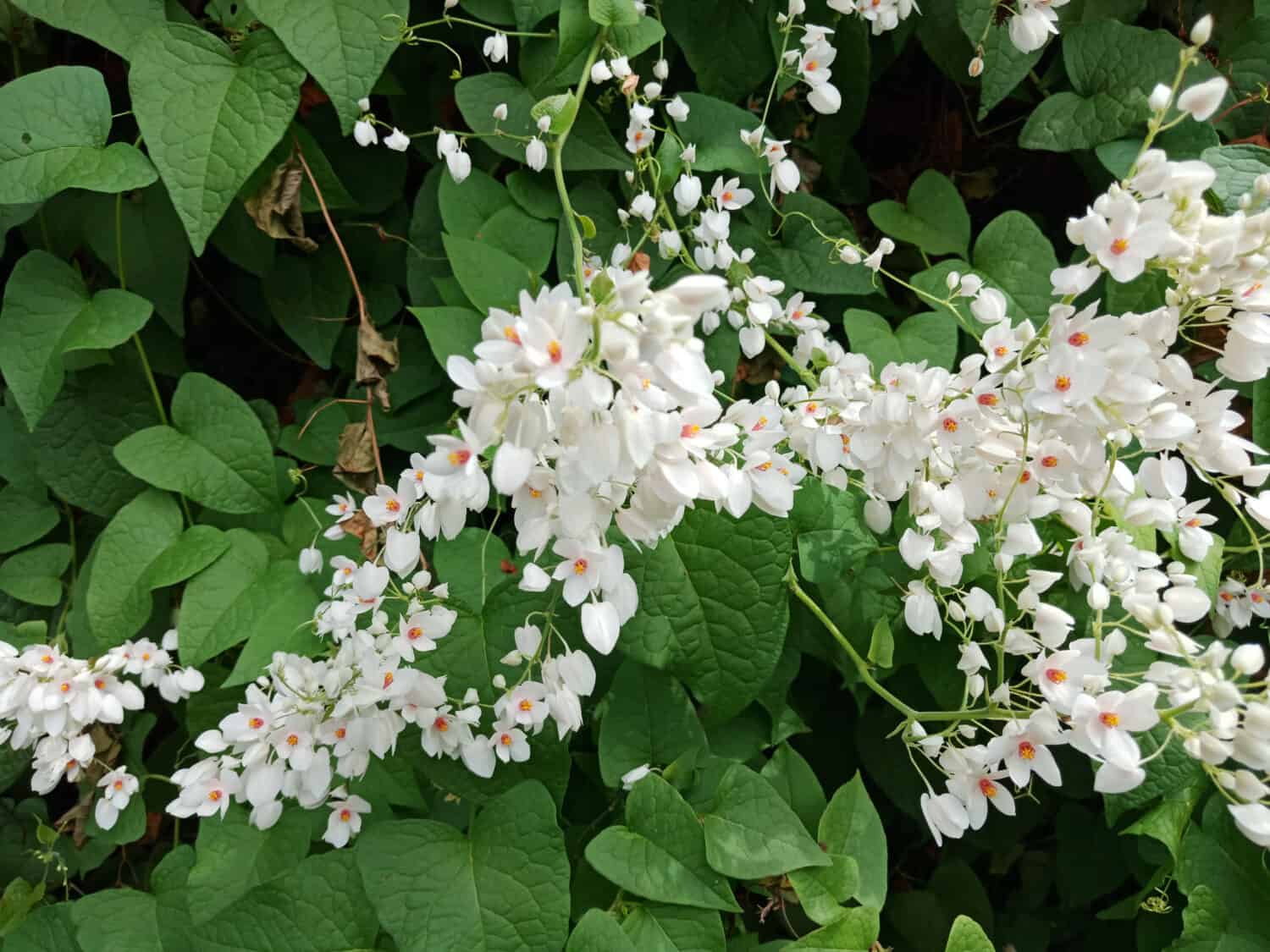 white mexican creeper, Antigonon Leptopus,  Coral Vine white plant, white flowers